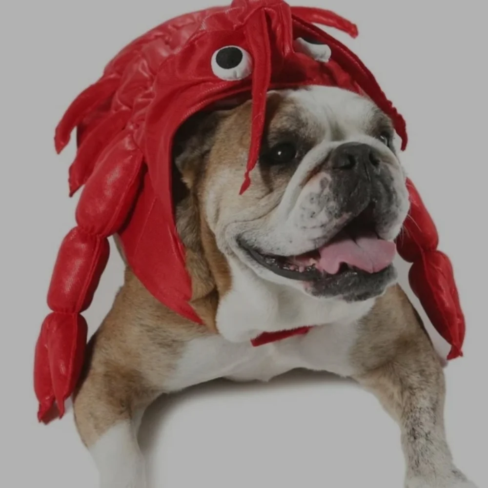 Dog Lobster Halloween Costume